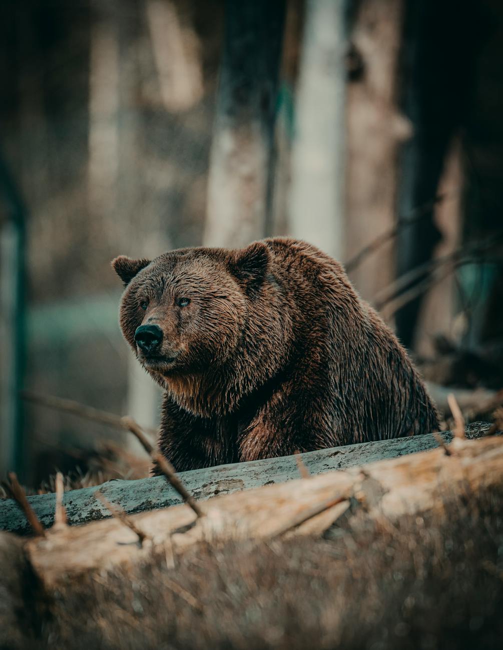 shallow focus photo of bear
