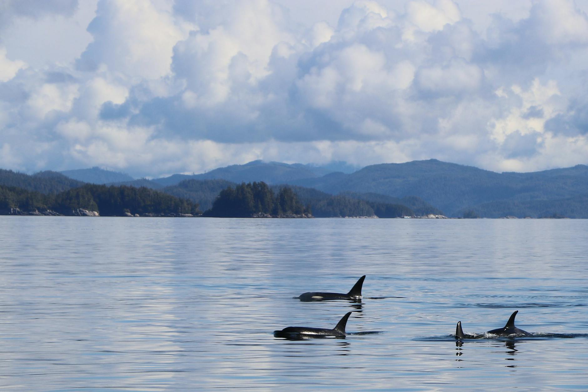 killer whales on the sea
