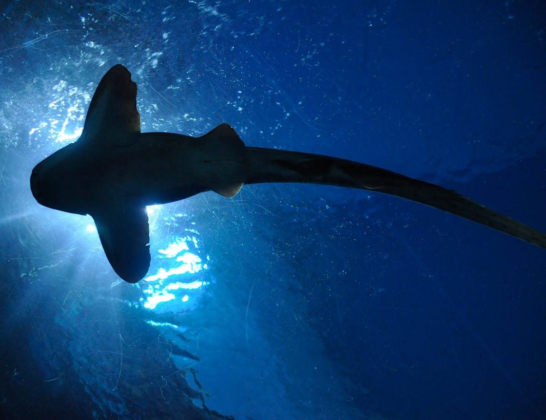 fish aquarium thailand royalty free