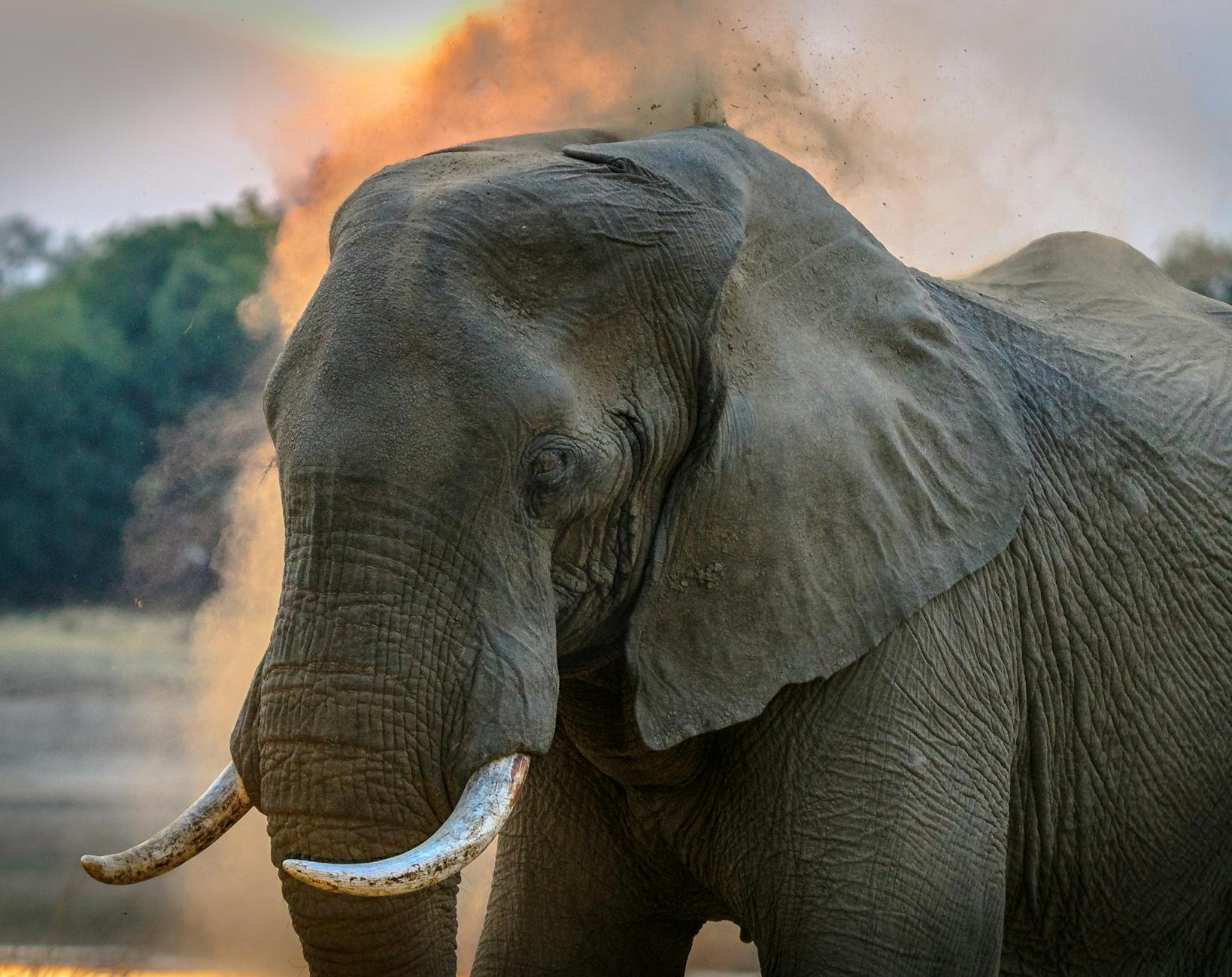 photo of elephant