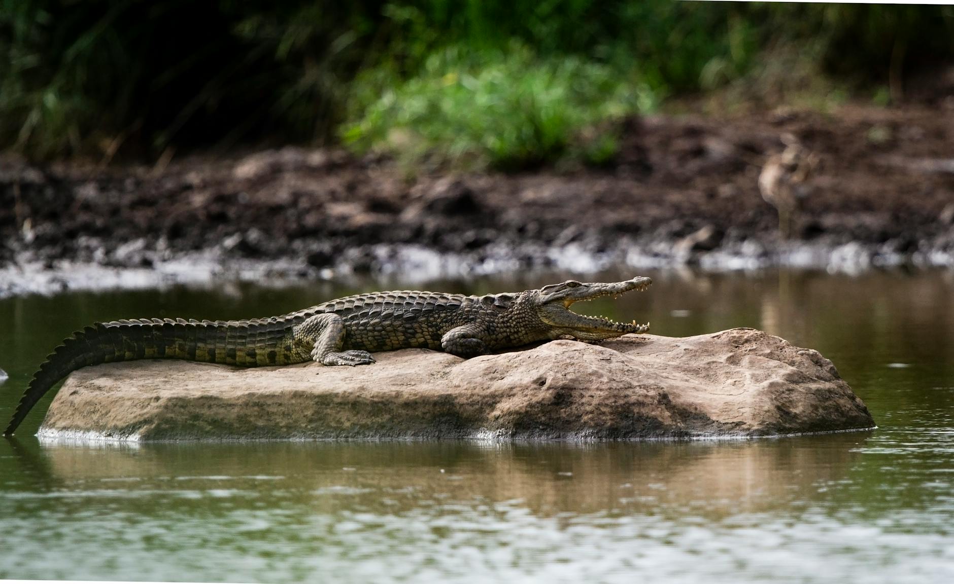 brown crocodile on a rock on body of water