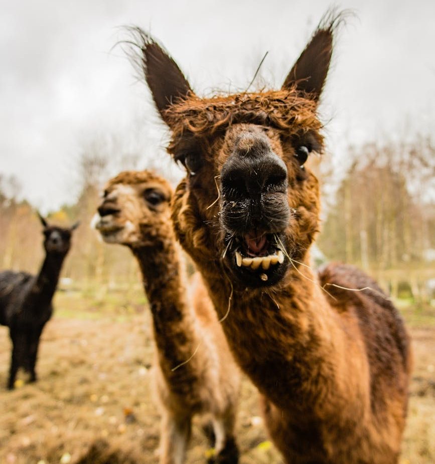 brown four legged animal