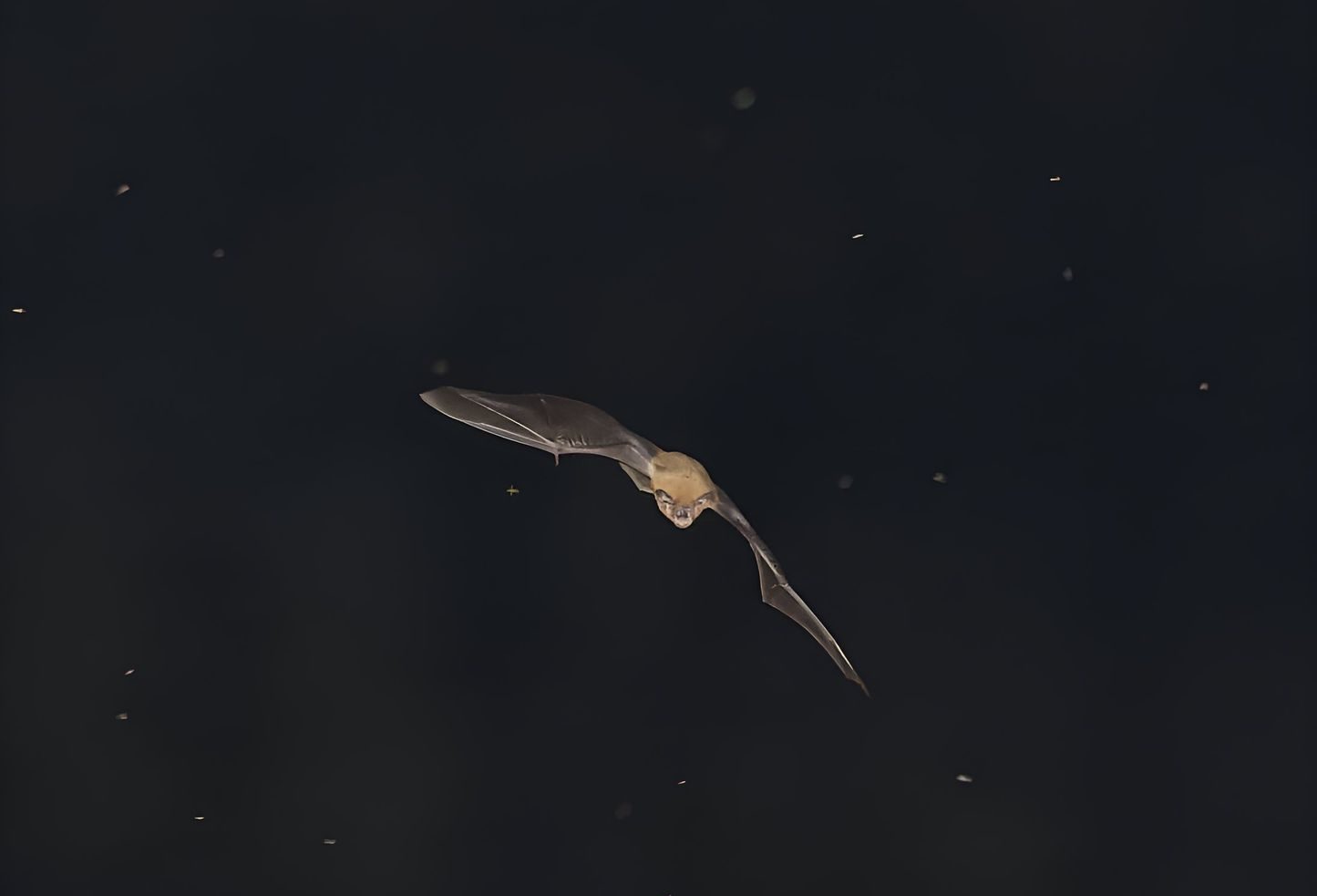 bat flying in the night sky over vietnam