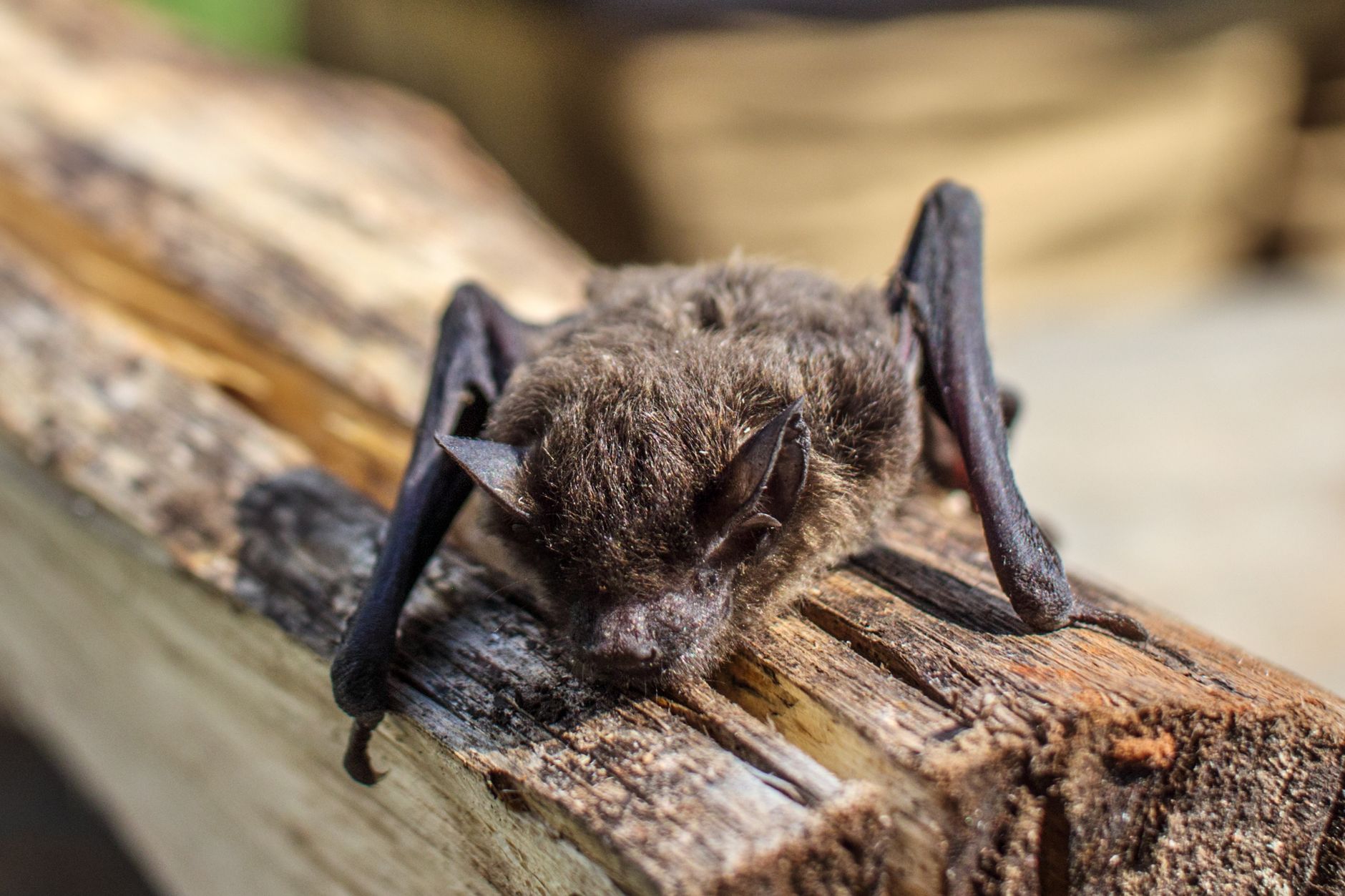 bat sitting on a wood