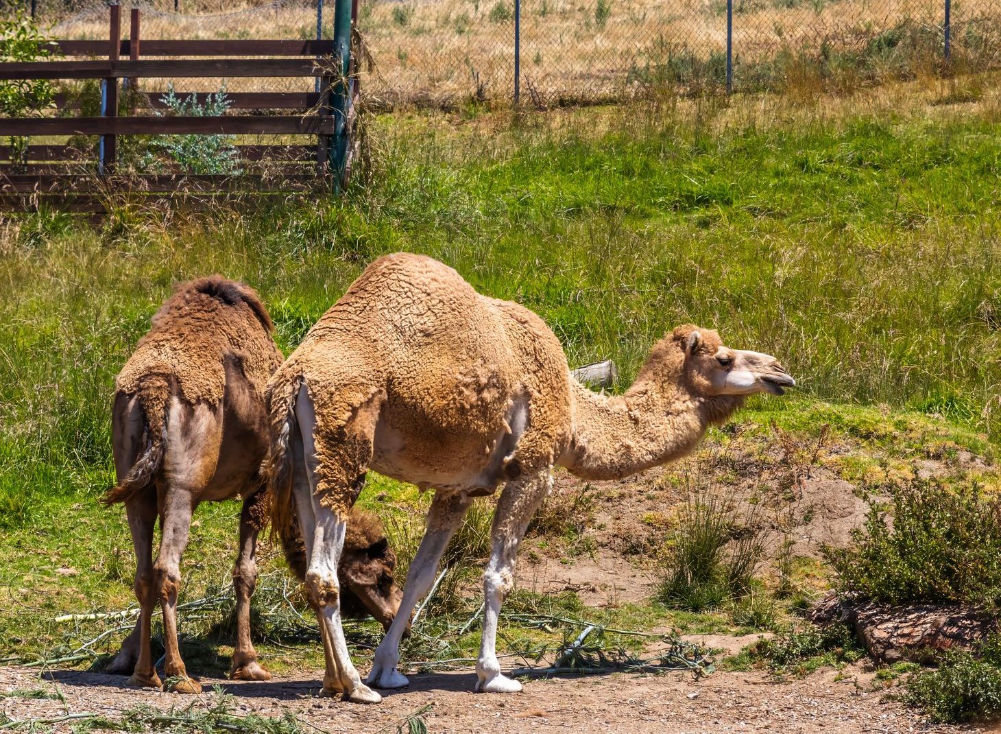 dromedaries on green pasture