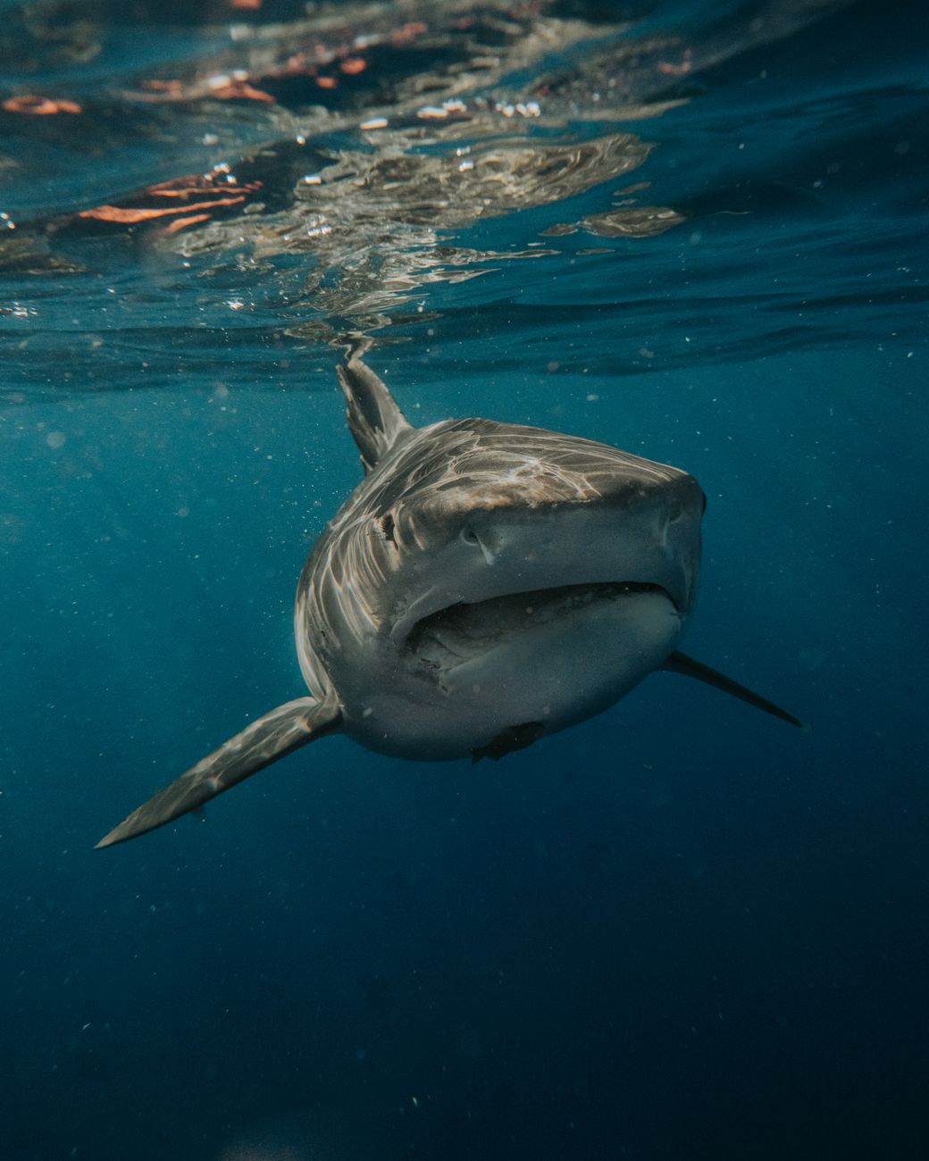 shark swimming in a sea