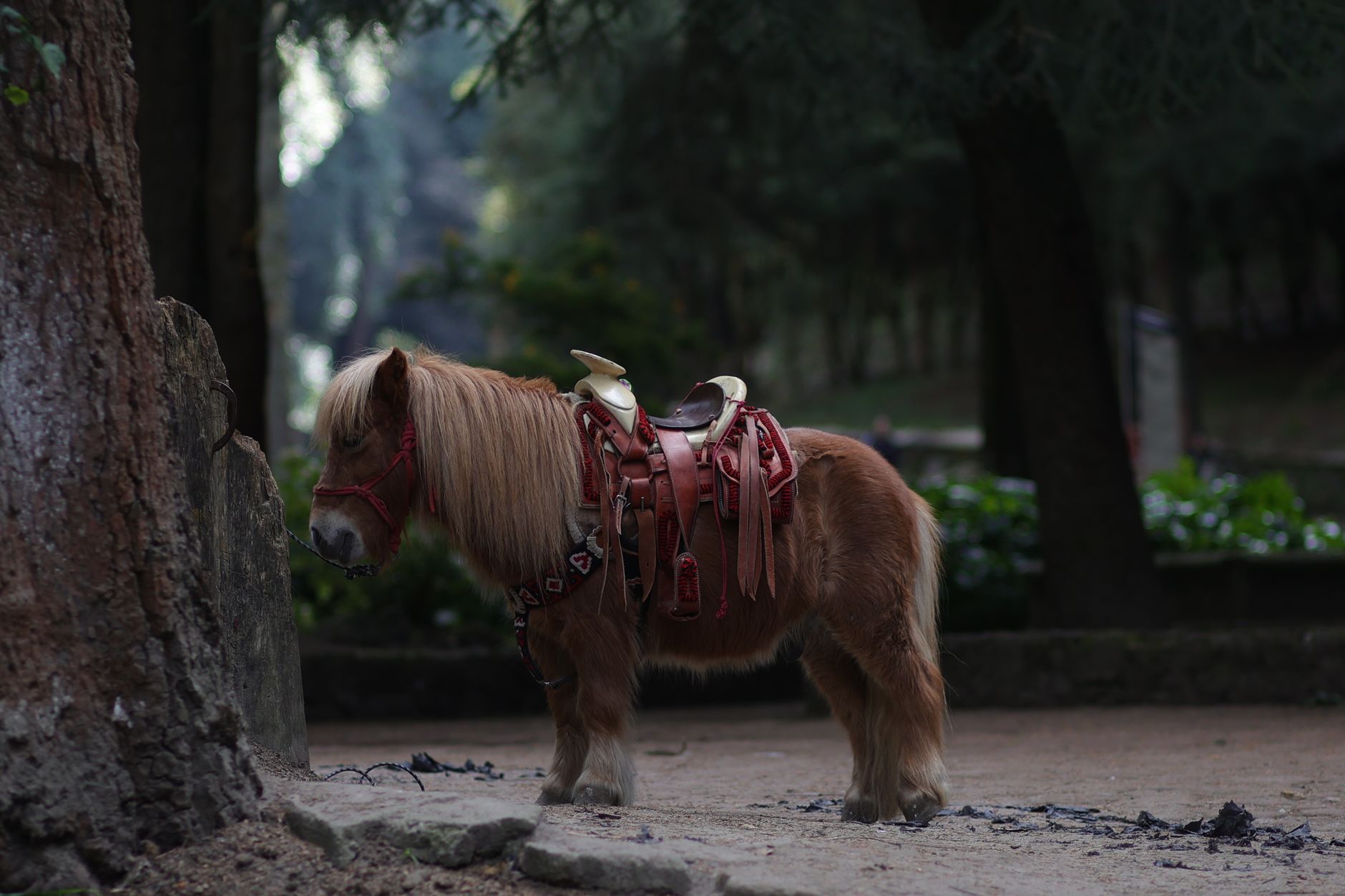 a pony with a saddle