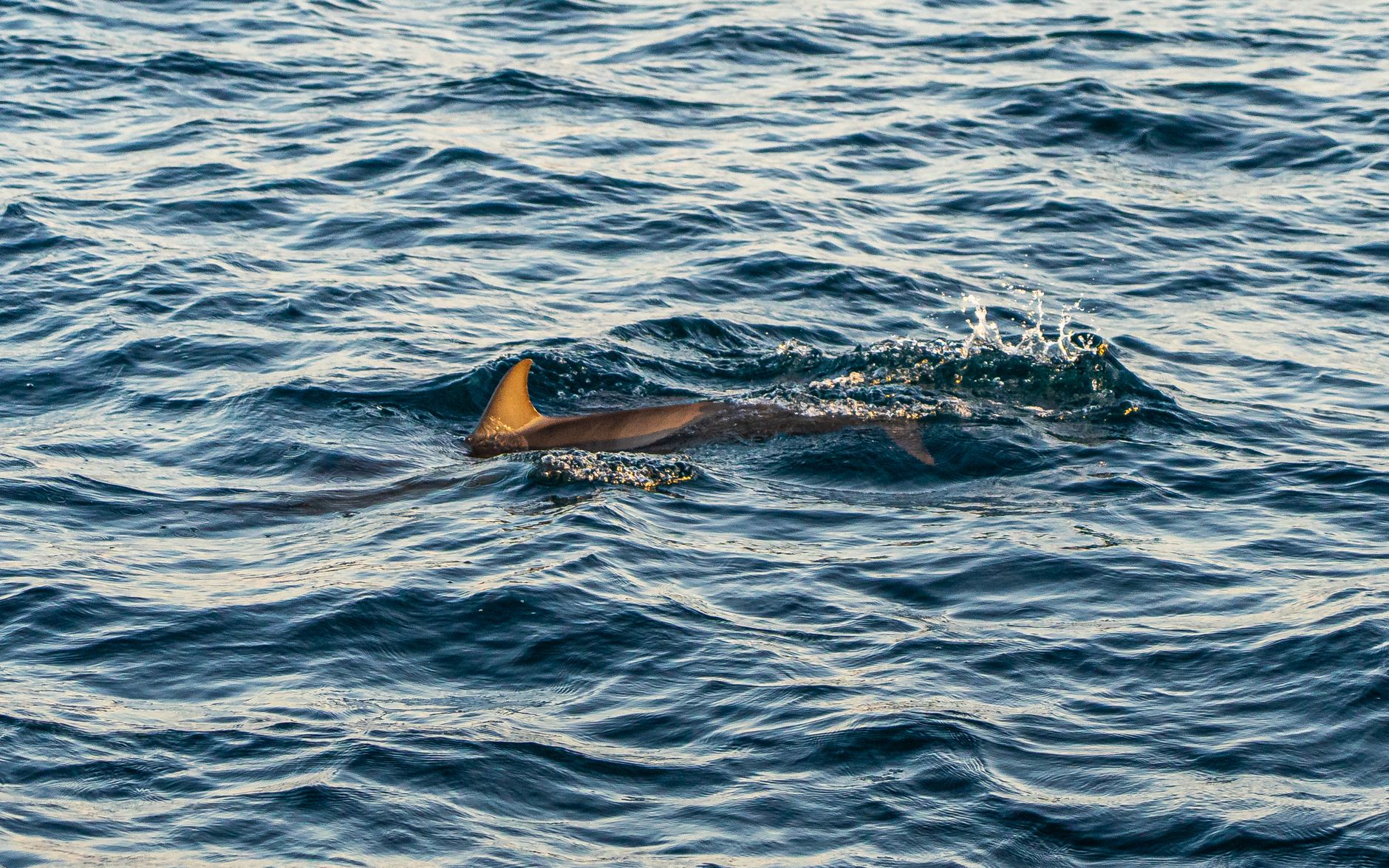 shark fin gliding through ocean waves